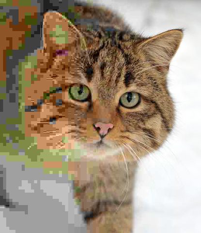 JPEG Standard Published